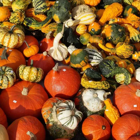 Kürbisse