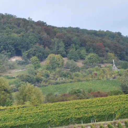 Eine malerische Weinlandschaft mit üppigen Reben und sanften Hügeln. Im Hintergrund sind Wälder mit buntem Laub zu sehen.