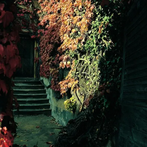 Eine schmale Gasse, umgeben von roten und grünen Blättern. Im Hintergrund sind steinerne Stufen zu sehen, die zu einem Holzschuppen führen.