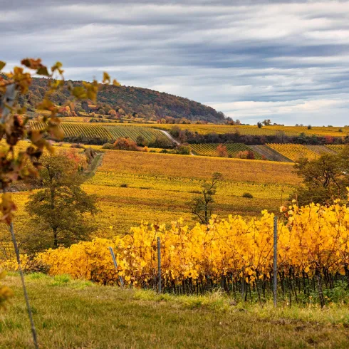 Eine malerische Weinlandschaft mit goldenen Weinreben im Herbst. Im Hintergrund sind sanfte Hügel und ein bewölkter Himmel zu sehen.