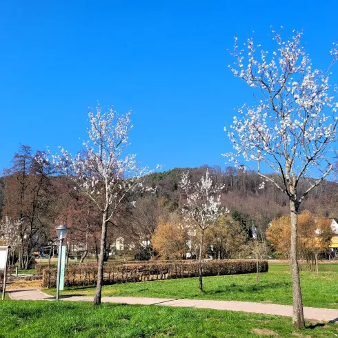 Mandelbäume im Kurpark 1 (© Privat)