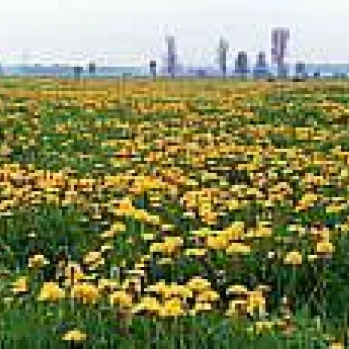 Ein weites Feld mit leuchtend gelben Löwenzahnblüten. Im Hintergrund sind einige Bäume und ein trüber Himmel sichtbar.