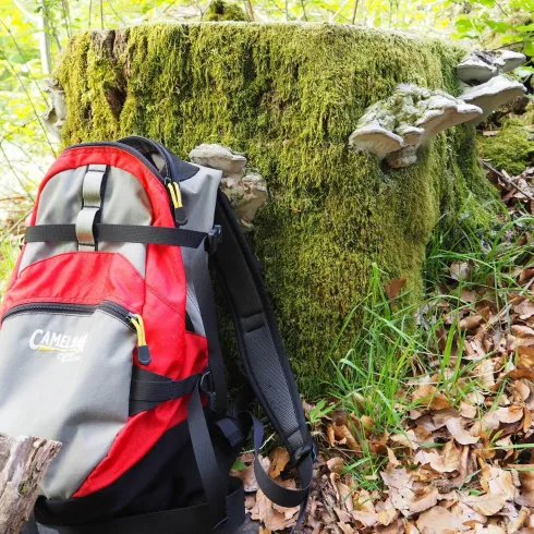 Ein Rucksack steht neben einem moosbedeckten Baumstumpf im Wald. Grüne Pflanzen und Laub umgeben die Szene.