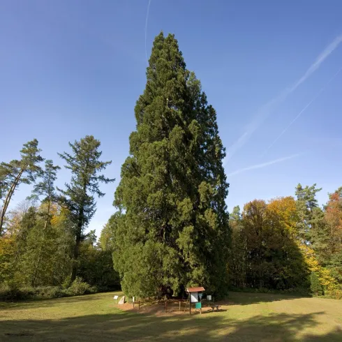 Mammutbäume Landstuhl (© VG Landstuhl_Fotograf Hafner)