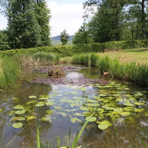 Ein stiller Teich mit Seerosen und üppigem Grün umgibt ihn. Hohe Bäume und Sträucher schaffen eine ruhige, naturnahe Atmosphäre.