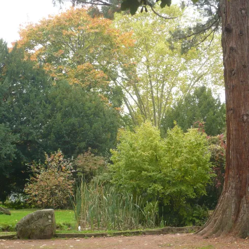 Ein ruhiger Park mit üppigem Grün und bunten Bäumen. Im Hintergrund sind einige Sträucher und ein kleiner Teich sichtbar.