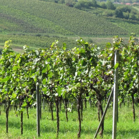Ein malerischer Weinberg mit grünen Reben und sanften Hügeln im Hintergrund. Die Sonne scheint auf die üppige Landschaft.