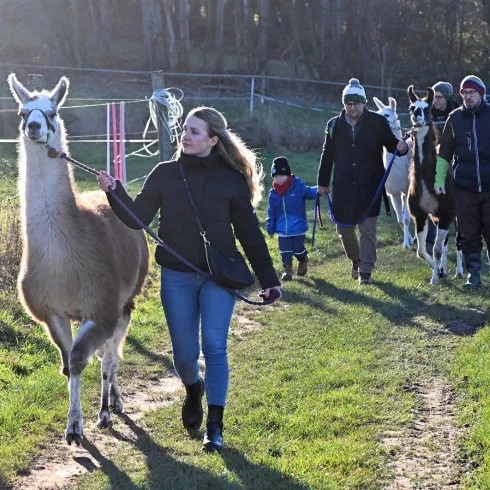 Eine Gruppe von Menschen geht mit Lamas auf einem Wanderweg. Die Umgebung ist grün und sonnig, ideal für einen Ausflug in die Natur.