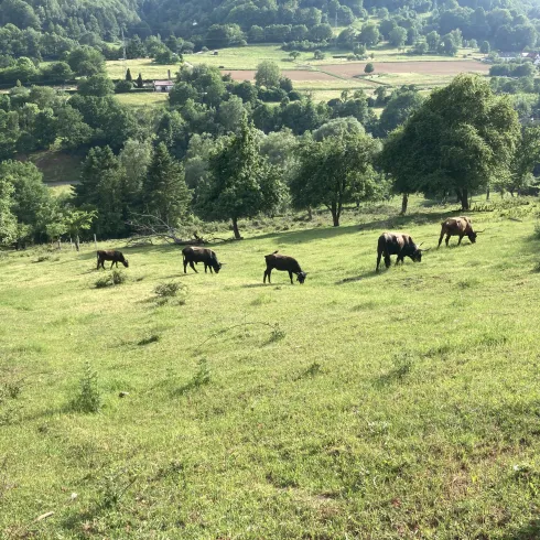 Rinder (© Verein SÜW Annweiler e.V.)