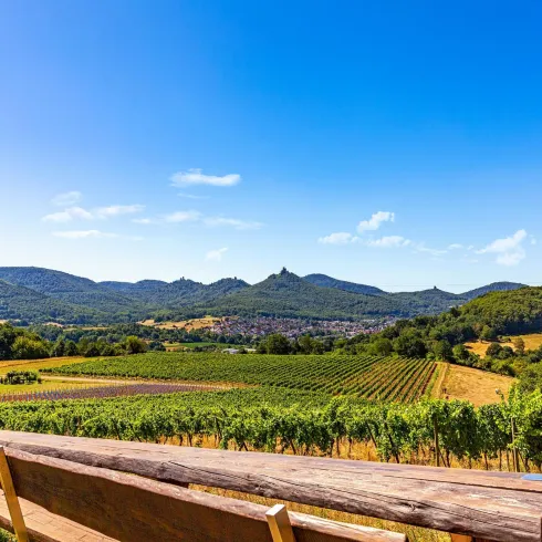 Eine malerische Landschaft mit Weinbergen und sanften Hügeln. Der Himmel ist klar und blau, ideal für einen entspannten Ausblick.