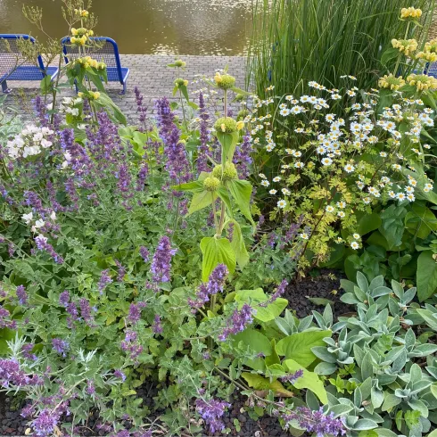 Staudenbeete (© Elfriede Richter)