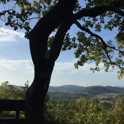 Ausblick Wasgaublick (© Verein SÜW Annweiler e.V.)