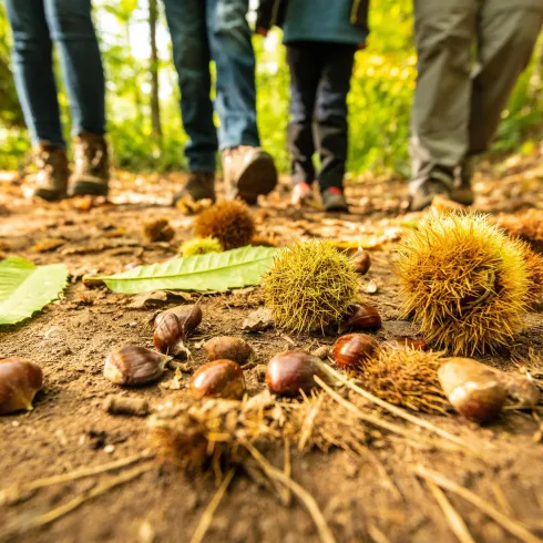 Keschde Wanderung (© Verein SÜW Annweiler e.V., Foto: Dominik Ketz) Keschde Wanderung (© Verein SÜW Annweiler e.V., Foto: Dominik Ketz)