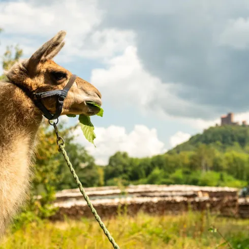Ein Lama frisst frisches Grün im Vordergrund. Im Hintergrund ist eine Burgruine auf einem Hügel zu sehen.