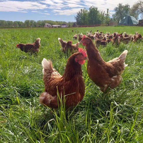 Eine Gruppe Hühner läuft über ein grünes Feld. Im Hintergrund sind Bäume und ein blauer Himmel sichtbar.