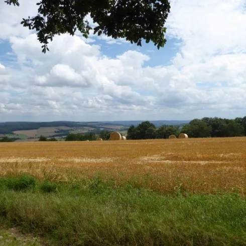 Eine weitläufige Getreidefeldlandschaft mit Heuballen und einem klaren Himmel. Im Hintergrund sind sanfte Hügel und Bäume zu sehen.