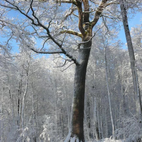Salzleckeiche-Schnee Forstamt Bienwald Salzleckeiche-Schnee Forstamt Bienwald