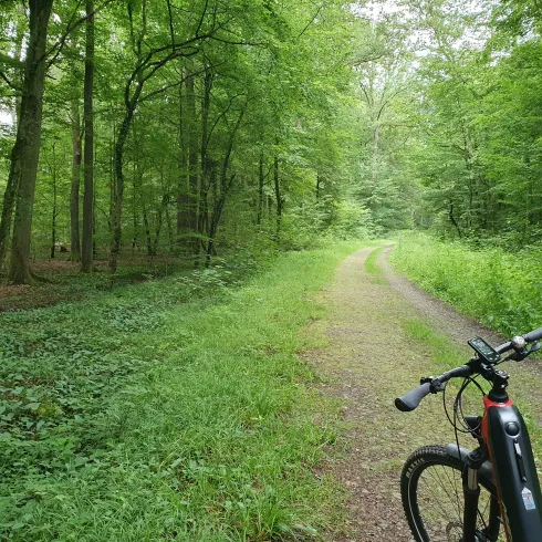 Ein ruhiger Waldweg mit viel grünem Laub und hohem Gras. Ein Fahrrad steht am Rand des Weges.