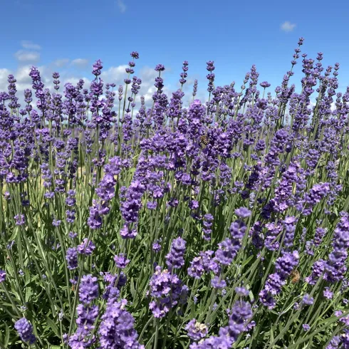 Ein Lavendelfeld mit leuchtend lilanen Blüten und grünem Gras. Der Himmel ist blau und klar.
