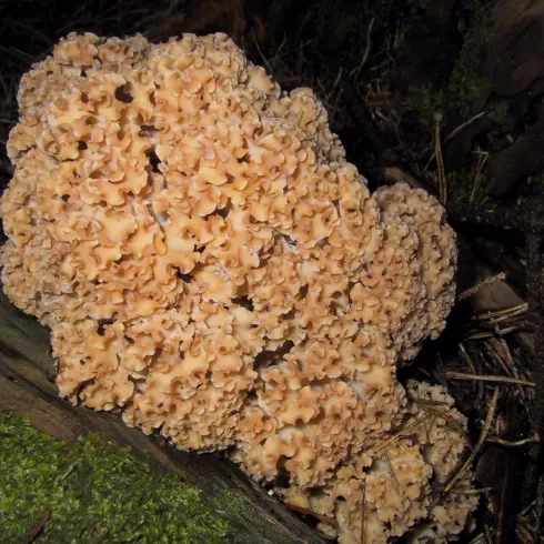 Ein großer, leuchtend orangefarbener Pilz wächst auf einem Baumstamm im Wald. Die Oberfläche ist unregelmäßig und gefaltete Strukturen sind deutlich sichtbar.