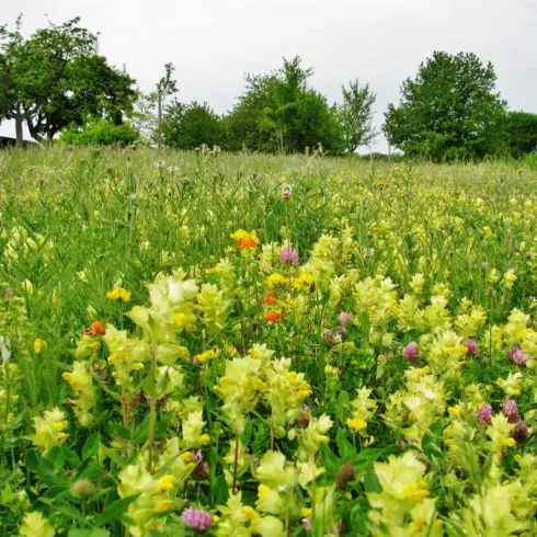 Ein blühendes Feld mit bunten Blumen in verschiedenen Farben. Im Hintergrund sind grüne Bäume zu sehen.