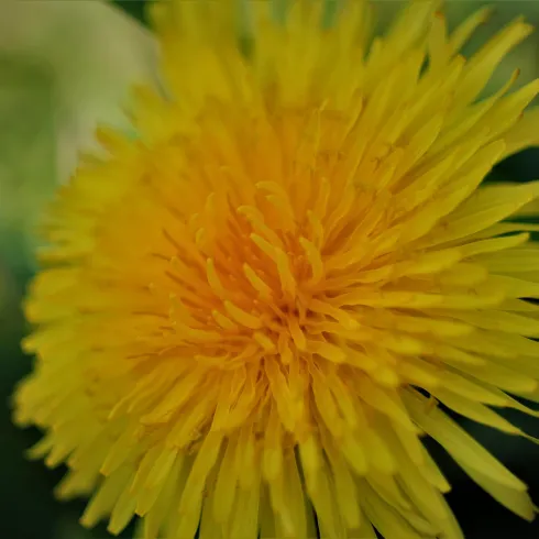 Eine leuchtend gelbe Löwenzahnblüte auf grünem Hintergrund. Die Blüte hat viele feine, längliche Blütenblätter.