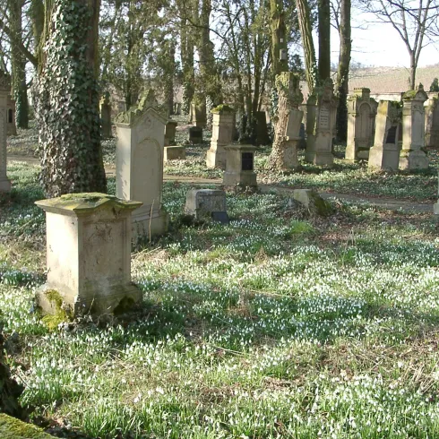 Ein Friedhof umgeben von alten Bäumen. Der Boden ist mit Schneeglöckchen bedeckt.