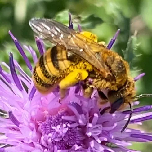 Eine Biene sitzt auf einer lila Blüte. Die Farben sind lebhaft und die Blüte hat viele zarte, auffällige Blütenblätter.
