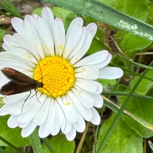 Eine Wiese mit einem Gänseblümchen und einem kleinen Insekt auf der Blüte. Die Blume hat weiße Blütenblätter und eine gelbe Mitte.