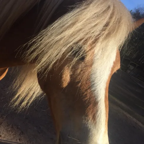 Ein braunes Pferd mit langem, hellem Haar blickt in die Kamera. Der Hintergrund ist unscharf und zeigt die natürliche Umgebung.
