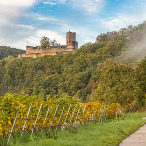 Eine beeindruckende Burg thront auf einem Hügel, umgeben von üppigen Bäumen. Im Vordergrund erstrecken sich Weinreben entlang eines Weges.