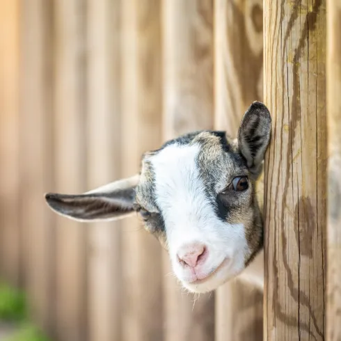 Eine junge Ziege guckt mit ihrem weiß-braunen Köpfchen aus dem Holzzaun in Richtung Fotograf