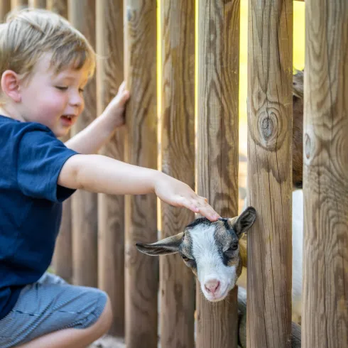 Ein kleiner Junge streichelt eine Ziege durch einen Holzzaun. Die Szene zeigt Freude und Interaktion mit Tieren.