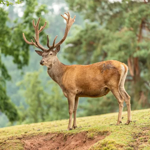 Wildpark (© Verein SÜW Annweiler e.V., Fotograf:Dominik Ketz)