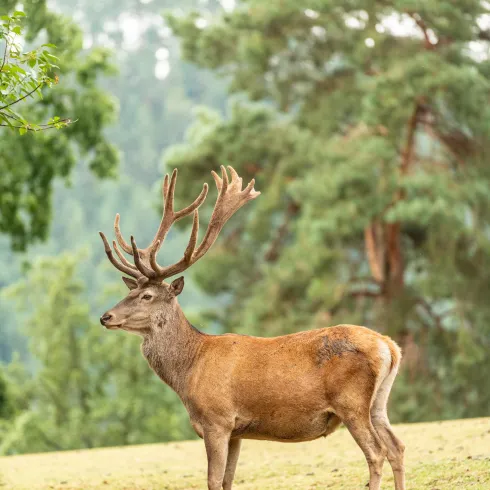 Wildtierpark (© Verein SÜW Annweiler e.V., Fotograf: Dominik Ketz)