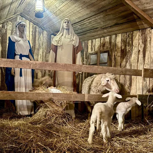 Advent im Schafstall