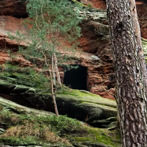 Dichte Bäume umgeben eine Felsenlandschaft mit grünen Moosflecken. Im Hintergrund ist eine dunkle Höhle zu sehen.