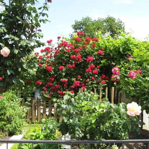 Ein schöner Garten mit bunten Rosen in verschiedenen Farben. Die Pflanzen sind üppig und grün, umgeben von einem Holzzaun.