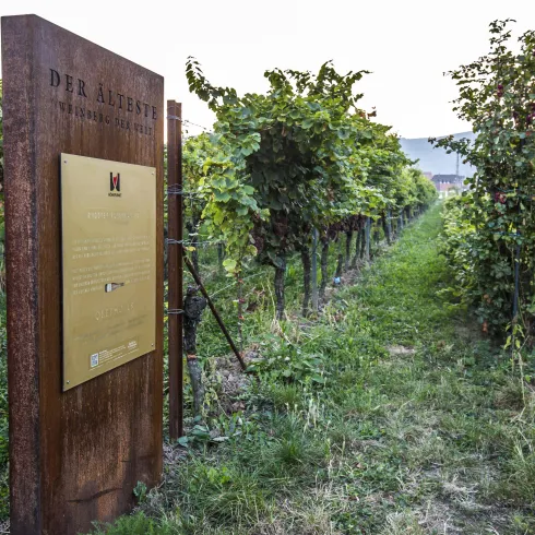 Ein Weinfeld mit üppigen Reben und einem informativen Schild. Die Landschaft ist ruhig und lädt zur Erkundung ein.