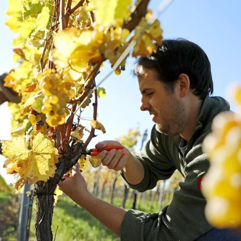 Weingut Meyer (© Melanie Hubert, Weingut Marius Meyer)