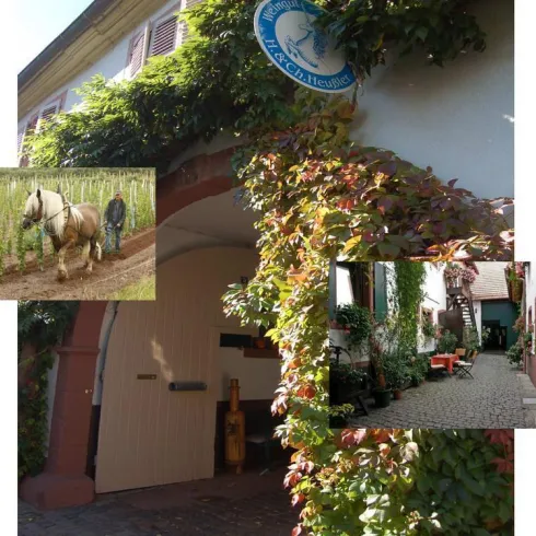 Das Bild zeigt einen malerischen Innenhof eines Weinguts, umgeben von üppigem Grün. Im Hintergrund ist ein Pferd zu sehen, das in den Weinbergen arbeitet.