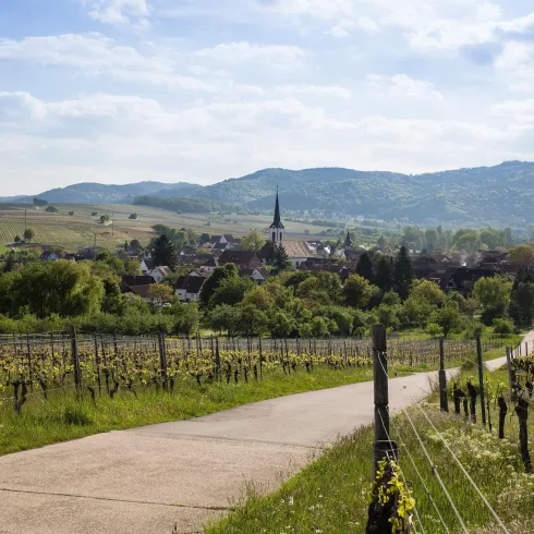 Eine malerische Landschaft mit Weinbergen und sanften Hügeln. Im Hintergrund ist ein kleines Dorf mit einer Kirche zu sehen.