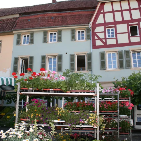 Ein schöner Blumenmarkt mit bunten Pflanzen vor historischen Gebäuden. Die Fenster der Häuser sind mit grünen Läden geschmückt.
