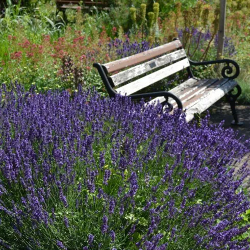 Lavendel (© Büro für Tourismus Maikammer)