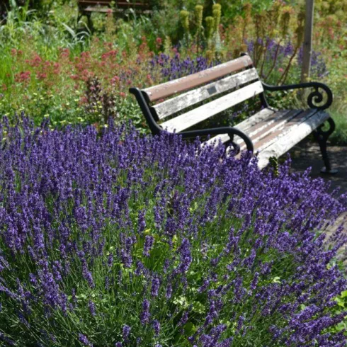 Lavendel (© Büro für Tourismus Maikammer) Lavendel (© Büro für Tourismus Maikammer)