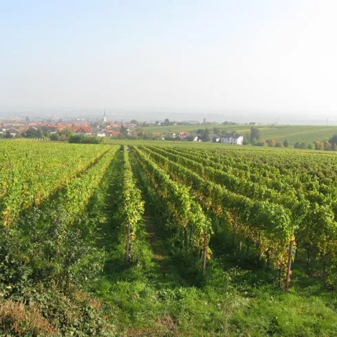 Blick über die Weinberge (© Büro für Tourismus Maikammer)