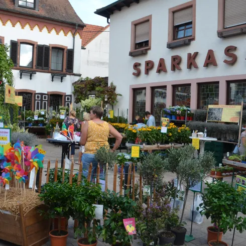 Am Marktplatz (© Büro für Tourismus Maikammer)