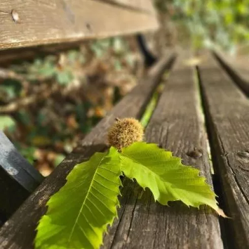 Kleine Kastanie (© Martina Schnitzer-Stumpf)