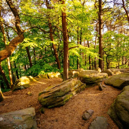 Im Felsenmeer (© Büro für Tourismus Maikammer)