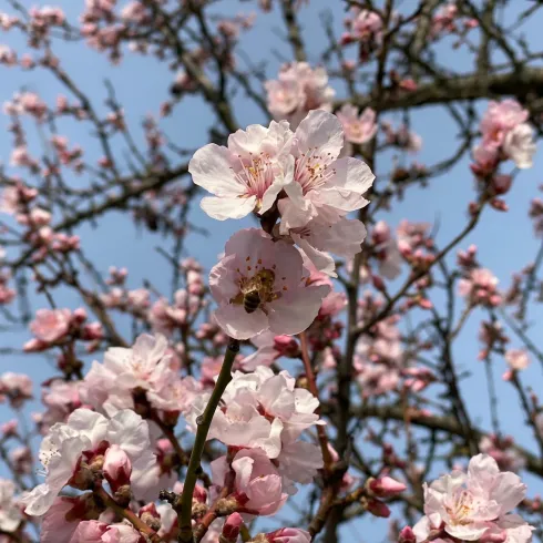 Biene an Mandelblüte (© Wein- und Sektgut Immengarten Hof)